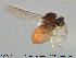  ( - TRD-Cer97)  @13 [ ] CreativeCommons - Attribution Non-Commercial Share-Alike (2014) NTNU University Museum, Department of Natural History NTNU University Museum, Department of Natural History