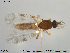  ( - TRD-Cer99)  @14 [ ] CreativeCommons - Attribution Non-Commercial Share-Alike (2014) NTNU University Museum, Department of Natural History NTNU University Museum, Department of Natural History