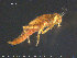  ( - TRD-Eph22)  @13 [ ] CreativeCommons - Attribution Non-Commercial Share-Alike (2015) NTNU University Museum, Department of Natural History NTNU University Museum, Department of Natural History