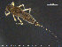  ( - TRD-Eph24)  @13 [ ] CreativeCommons - Attribution Non-Commercial Share-Alike (2015) NTNU University Museum, Department of Natural History NTNU University Museum, Department of Natural History