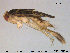  (Sigara dorsalis - TRD-HET25)  @14 [ ] CreativeCommons - Attribution Non-Commercial Share-Alike (2015) NTNU University Museum, Department of Natural History NTNU University Museum, Department of Natural History
