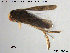  (Sigara semistriata - TRD-HET46)  @14 [ ] CreativeCommons - Attribution Non-Commercial Share-Alike (2015) NTNU University Museum, Department of Natural History NTNU University Museum, Department of Natural History