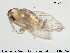  ( - TRD-Nem17)  @12 [ ] CreativeCommons - Attribution Non-Commercial Share-Alike (2015) NTNU University Museum, Department of Natural History NTNU University Museum, Department of Natural History