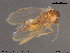  ( - TRD-Nem25)  @12 [ ] CreativeCommons - Attribution Non-Commercial Share-Alike (2015) NTNU University Museum, Department of Natural History NTNU University Museum, Department of Natural History
