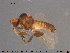  ( - TRD-Nem31)  @13 [ ] CreativeCommons - Attribution Non-Commercial Share-Alike (2015) NTNU University Museum, Department of Natural History NTNU University Museum, Department of Natural History