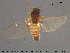  ( - TRD-Nem32)  @13 [ ] CreativeCommons - Attribution Non-Commercial Share-Alike (2015) NTNU University Museum, Department of Natural History NTNU University Museum, Department of Natural History