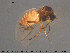  ( - TRD-Nem33)  @13 [ ] CreativeCommons - Attribution Non-Commercial Share-Alike (2015) NTNU University Museum, Department of Natural History NTNU University Museum, Department of Natural History