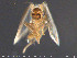  ( - TRD-Nem47)  @12 [ ] CreativeCommons - Attribution Non-Commercial Share-Alike (2015) NTNU University Museum, Department of Natural History NTNU University Museum, Department of Natural History