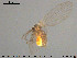  ( - TRD-Nem50)  @12 [ ] CreativeCommons - Attribution Non-Commercial Share-Alike (2015) NTNU University Museum, Department of Natural History NTNU University Museum, Department of Natural History