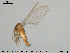  ( - TRD-Nem53)  @13 [ ] CreativeCommons - Attribution Non-Commercial Share-Alike (2015) NTNU University Museum, Department of Natural History NTNU University Museum, Department of Natural History
