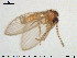  ( - TRD-Nem54)  @12 [ ] CreativeCommons - Attribution Non-Commercial Share-Alike (2015) NTNU University Museum, Department of Natural History NTNU University Museum, Department of Natural History