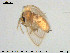  ( - TRD-Nem55)  @12 [ ] CreativeCommons - Attribution Non-Commercial Share-Alike (2015) NTNU University Museum, Department of Natural History NTNU University Museum, Department of Natural History