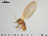  ( - TRD-Nem58)  @12 [ ] CreativeCommons - Attribution Non-Commercial Share-Alike (2015) NTNU University Museum, Department of Natural History NTNU University Museum, Department of Natural History