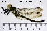  (Cordulegaster - TRD-ODO47)  @14 [ ] CreativeCommons - Attribution Non-Commercial Share-Alike (2014) NTNU University Museum, Department of Natural History NTNU University Museum, Department of Natural History