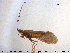  (Apatania zonella - TRD-TRI177)  @14 [ ] CreativeCommons - Attribution Non-Commercial Share-Alike (2015) NTNU University Museum, Department of Natural History NTNU University Museum, Department of Natural History