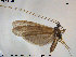  ( - TRD-TRI199)  @14 [ ] CreativeCommons - Attribution Non-Commercial Share-Alike (2015) NTNU University Museum, Department of Natural History NTNU University Museum, Department of Natural History