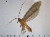  ( - TRD-TRI201)  @14 [ ] CreativeCommons - Attribution Non-Commercial Share-Alike (2015) NTNU University Museum, Department of Natural History NTNU University Museum, Department of Natural History