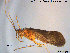  ( - TRD-TRI240)  @14 [ ] CreativeCommons - Attribution Non-Commercial Share-Alike (2015) NTNU University Museum, Department of Natural History NTNU University Museum, Department of Natural History