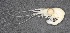  (Palaemonetes argentinus - CCDB-06264-B03)  @13 [ ] Unspecified (default): All Rights Reserved  Unspecified Unspecified