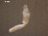  (Diplostomum huronense - D.IN.SNI.La.1.20)  @13 [ ] Copyright (2010) Unspecified Environment Canada