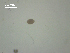  (Diplostomum indistinctum - D.RL.IVT.Nm.1F.1)  @11 [ ] Copyright (2010) Unspecified Environment Canada