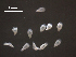  (Hysteromorpha triloba - H.RM.IVT.Cco.1f.3)  @11 [ ] Copyright (2010) Unspecified Environment Canada