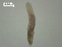  (Mesoophorodiplostomum - P.IN.SSO.Ld.2F.1)  @13 [ ] Copyright (2010) Unspecified Environment Canada