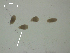  (Posthodiplostomum sp. 1 - P.LV.IVT.R.1F.2)  @11 [ ] Copyright (2010) Unspecified Environment Canada