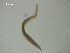  ( - Sc.IN.SSO.Ld.4F.1)  @11 [ ] Copyright (2010) Unspecified Environment Canada