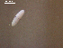  (Tylodelphys scheuringi - T.RH.S08.El.2F.1)  @11 [ ] Copyright (2010) Unspecified Environment Canada