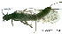  ( - PLECO-2015F014)  @14 [ ] CreativeCommons - Attribution Non-Commercial (2015) Aki Rinne University of Oulu