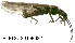  ( - PLECO-2015F022)  @14 [ ] CreativeCommons - Attribution Non-Commercial (2015) Aki Rinne University of Oulu