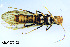  (Diura nanseni - PLECO-2015F038)  @14 [ ] CreativeCommons - Attribution Non-Commercial (2015) Aki Rinne University of Oulu