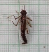  ( - IAvH-TRI-MAC0023-4.4)  @11 [ ] Copyright (2022) Instituto de Investigaciones Alexander von Humboldt (IAvH) Instituto de Investigaciones Alexander von Humboldt (IAvH)