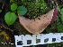  ( - IAvH-TRI-MR004)  @11 [ ] Copyright (2021) Instituto Alexander von Humboldt (IAvH) Instituto de Investigacion de Recursos Biologicos Alexander von Humboldt (IAvH)