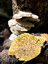  ( - IAvH-TRI-MR005)  @11 [ ] Copyright (2021) Instituto Alexander von Humboldt (IAvH) Instituto de Investigacion de Recursos Biologicos Alexander von Humboldt (IAvH)