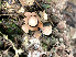  (Geastrum javanicum - IAvH-TRI-MR015)  @11 [ ] Copyright (2021) Instituto Alexander von Humboldt (IAvH) Instituto de Investigacion de Recursos Biologicos Alexander von Humboldt (IAvH)