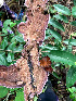  (Phlebiopsis - IAvH-TRI-MR024)  @11 [ ] Copyright (2021) Instituto Alexander von Humboldt (IAvH) Instituto de Investigacion de Recursos Biologicos Alexander von Humboldt (IAvH)