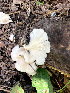  ( - IAvH-TRI-MR027)  @11 [ ] Copyright (2021) Instituto Alexander von Humboldt (IAvH) Instituto de Investigacion de Recursos Biologicos Alexander von Humboldt (IAvH)