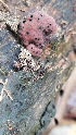  ( - IAvH-TRI-MR028)  @11 [ ] Copyright (2021) Instituto Alexander von Humboldt (IAvH) Instituto de Investigacion de Recursos Biologicos Alexander von Humboldt (IAvH)