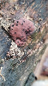  ( - IAvH-TRI-MR028)  @11 [ ] Copyright (2021) Instituto Alexander von Humboldt (IAvH) Instituto de Investigacion de Recursos Biologicos Alexander von Humboldt (IAvH)