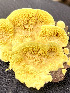  ( - IAvH-TRI-MR034)  @11 [ ] Copyright (2021) Instituto Alexander von Humboldt (IAvH) Instituto de Investigacion de Recursos Biologicos Alexander von Humboldt (IAvH)