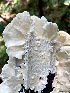  ( - IAvH-TRI-MR038)  @11 [ ] Copyright (2021) Instituto Alexander von Humboldt (IAvH) Instituto de Investigacion de Recursos Biologicos Alexander von Humboldt (IAvH)
