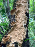  ( - IAvH-TRI-MR040)  @11 [ ] Copyright (2021) Instituto Alexander von Humboldt (IAvH) Instituto de Investigacion de Recursos Biologicos Alexander von Humboldt (IAvH)