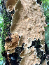  ( - IAvH-TRI-MR040)  @11 [ ] Copyright (2021) Instituto Alexander von Humboldt (IAvH) Instituto de Investigacion de Recursos Biologicos Alexander von Humboldt (IAvH)