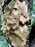  ( - IAvH-TRI-MR040)  @11 [ ] Copyright (2021) Instituto Alexander von Humboldt (IAvH) Instituto de Investigacion de Recursos Biologicos Alexander von Humboldt (IAvH)