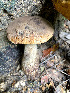  (Boletinellaceae - IAvH-TRI-MR042)  @11 [ ] Copyright (2021) Instituto Alexander von Humboldt (IAvH) Instituto de Investigacion de Recursos Biologicos Alexander von Humboldt (IAvH)