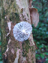  ( - IAvH-TRI-MR052)  @11 [ ] Copyright (2021) Instituto Alexander von Humboldt (IAvH) Instituto de Investigacion de Recursos Biologicos Alexander von Humboldt (IAvH)