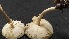  ( - IAvH-TRI-MR053)  @11 [ ] Copyright (2021) Instituto Alexander von Humboldt (IAvH) Instituto de Investigacion de Recursos Biologicos Alexander von Humboldt (IAvH)