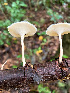  ( - IAvH-TRI-MR055)  @11 [ ] Copyright (2021) Instituto Alexander von Humboldt (IAvH) Instituto de Investigacion de Recursos Biologicos Alexander von Humboldt (IAvH)